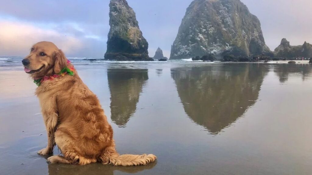 Dog Oregon coast(Cannon Beach)