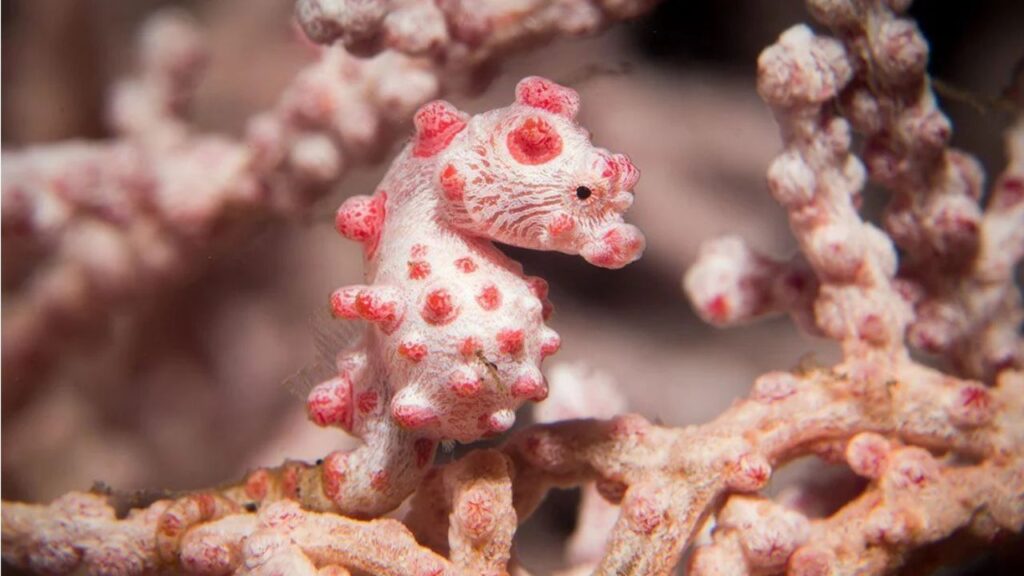 Pygmy Seahorse