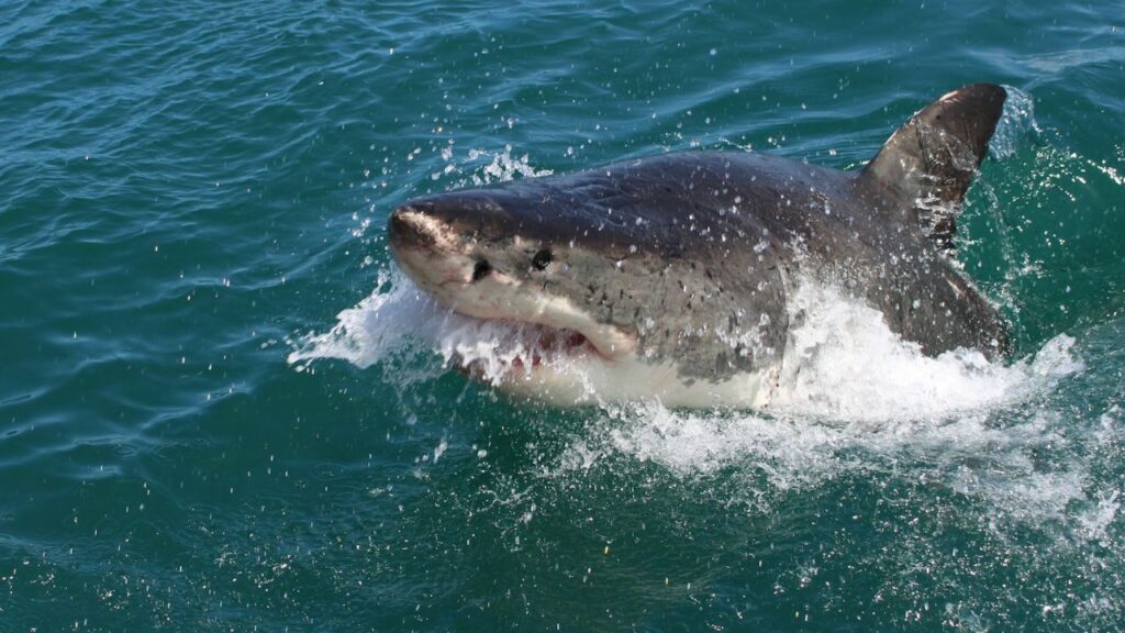 Great white shark