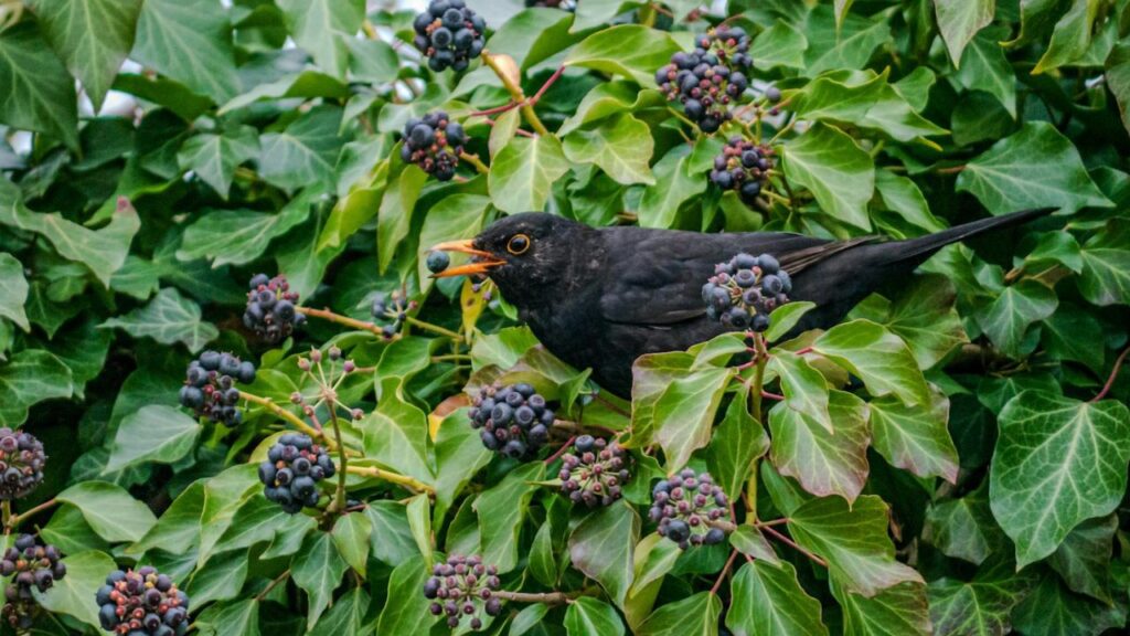 Attract Bird In Garden