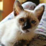 Siamese Cat
