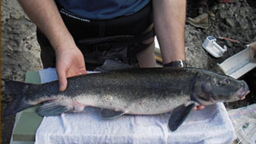 Lost River sucker