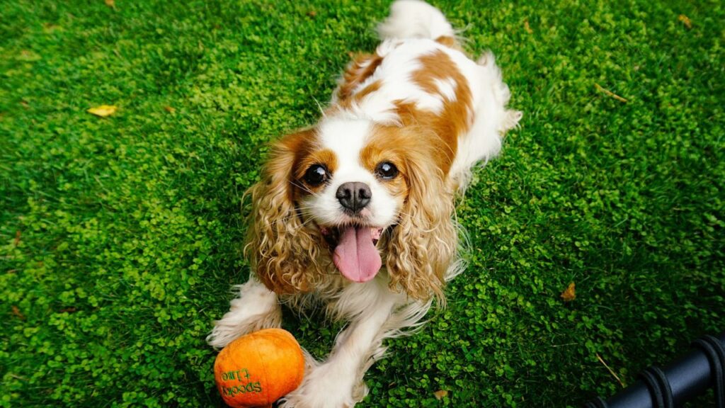 Cavalier King Charles Spaniel