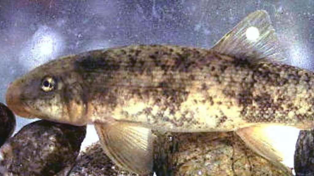 Santa Ana Sucker