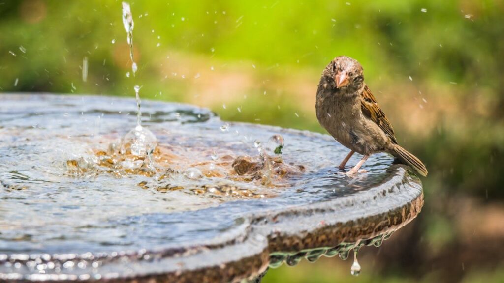 Bird Water Fountain