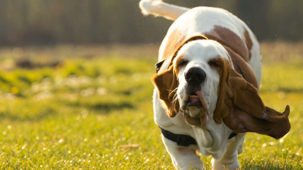 Basset Hound