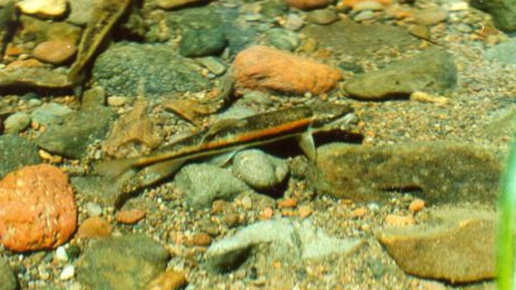 Modoc Sucker