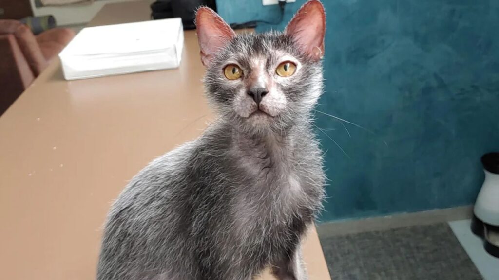 The Werewolf Cat