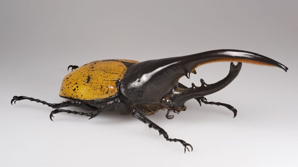 Hercules Beetle