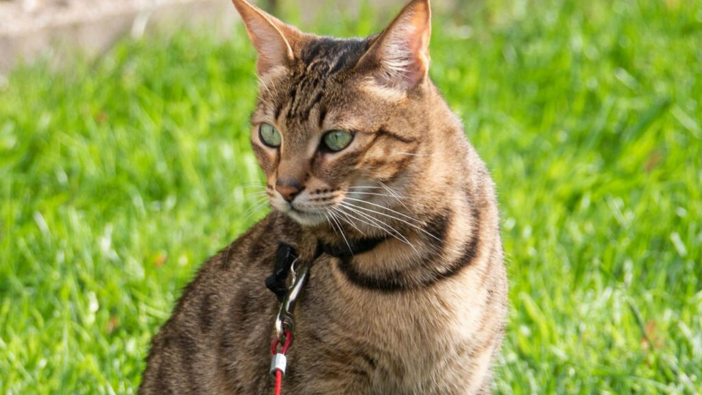 Savannah: The Wild Hybrid
