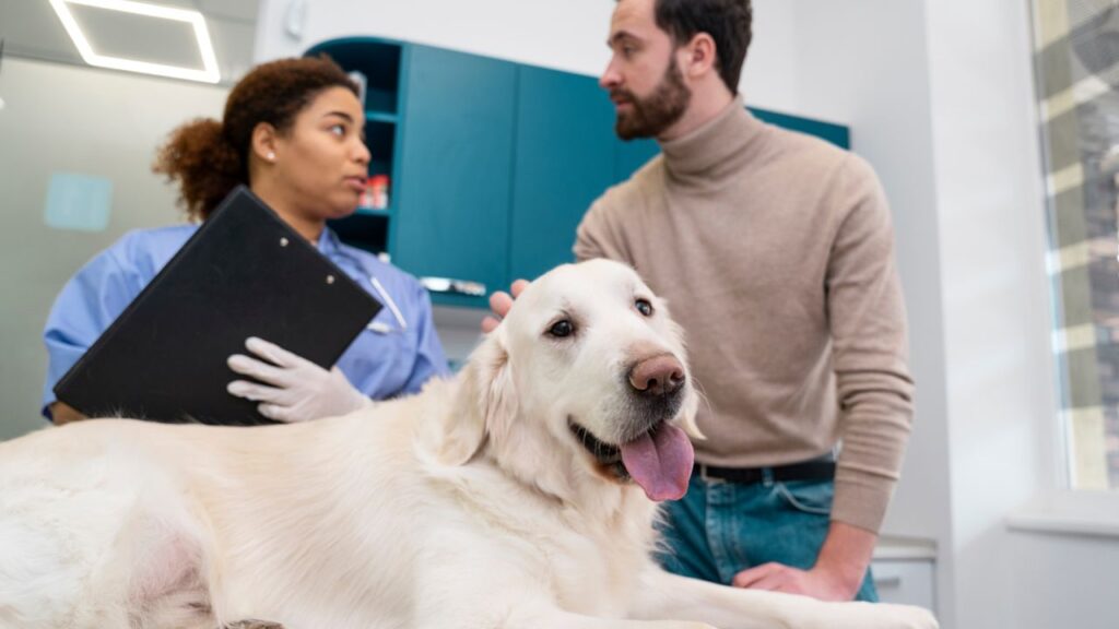 Discussion with veterinarian
