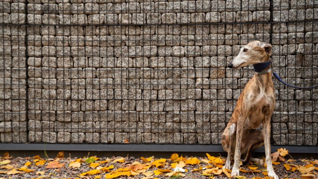 Secure outdoor dog play area with fence