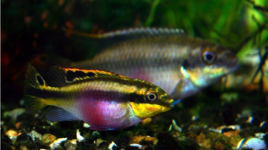 A pair of Rainbow Kribensis