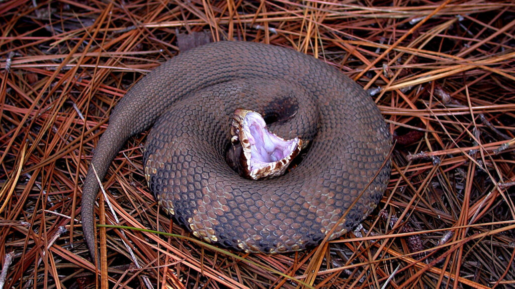A Cottonmouth