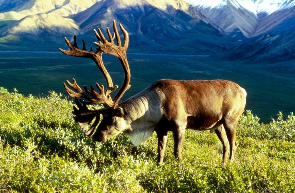 Alaska Caribou