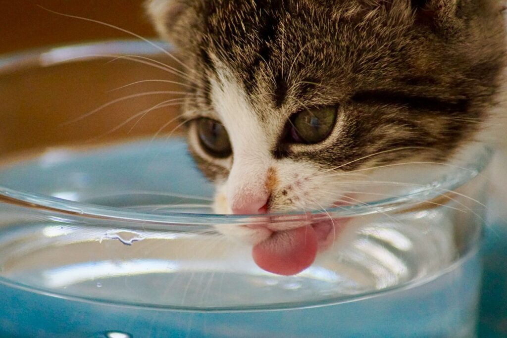 Cat Drinking