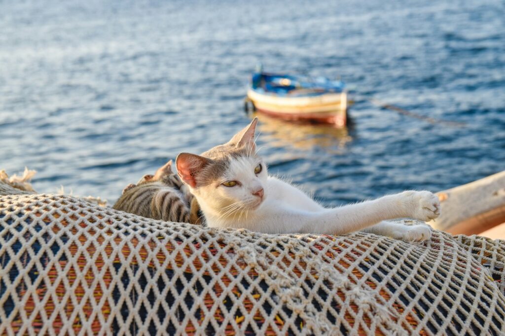 Cat on boat