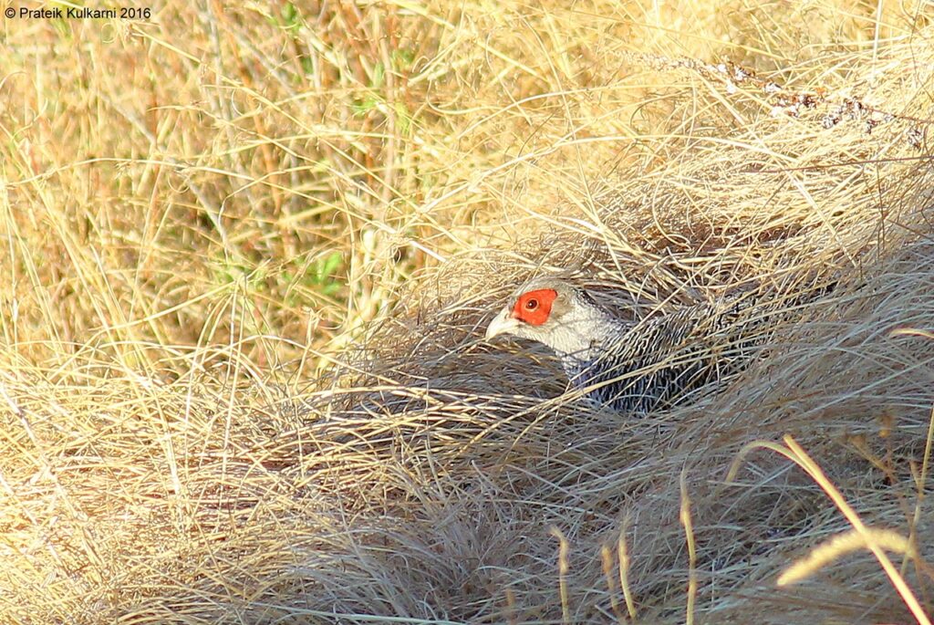 Cheer pheasant (male)