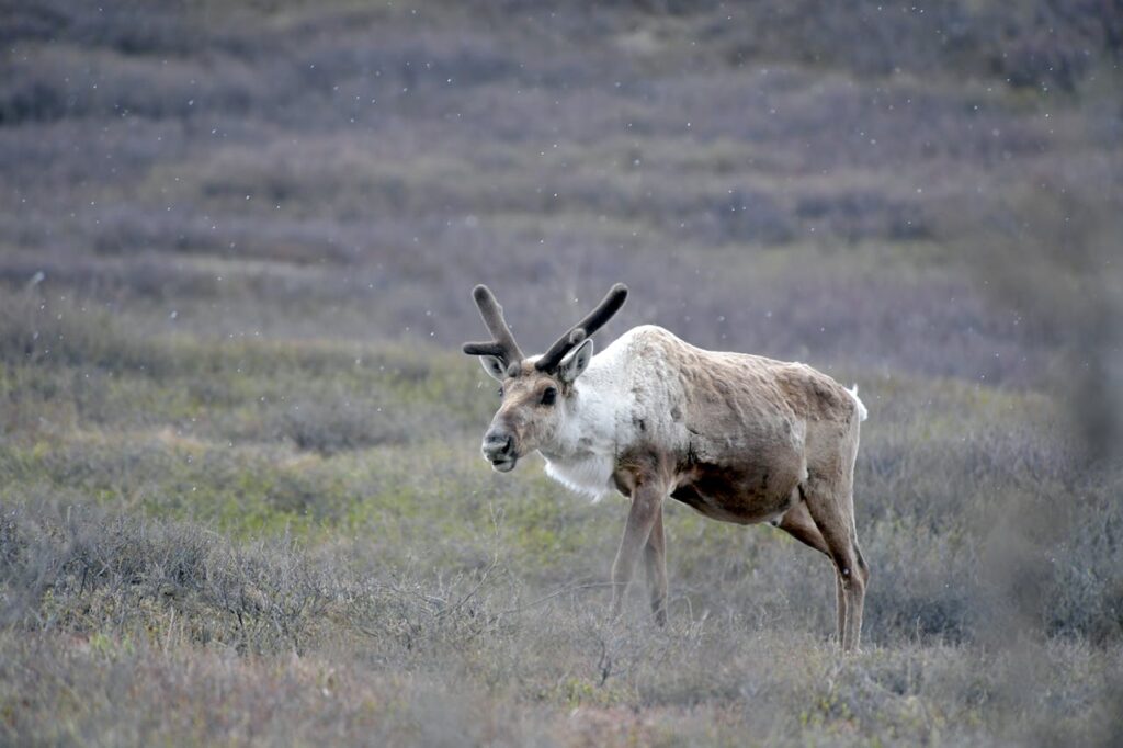 Alaska Caribou