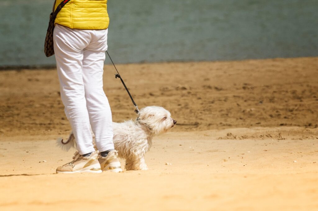 Dog and owner at beach