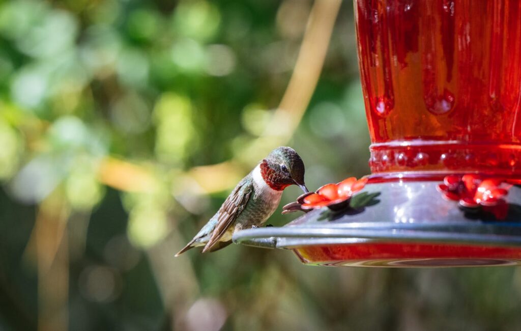 Humming Bird Feeder