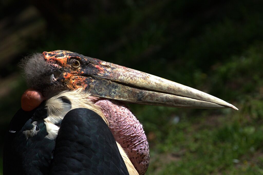 Marabou Stork