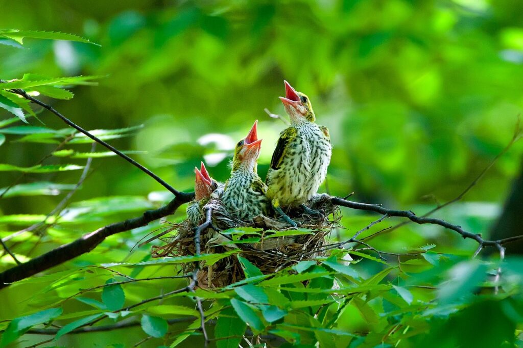 Oriole chicks