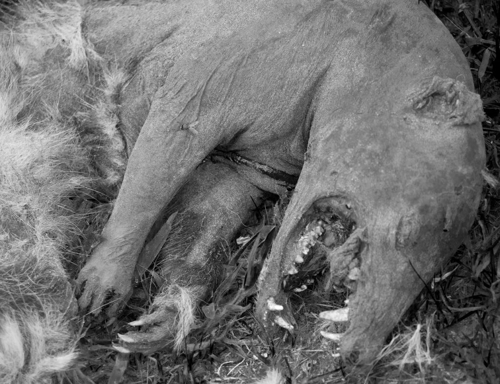 Chupacabra_B&W-2