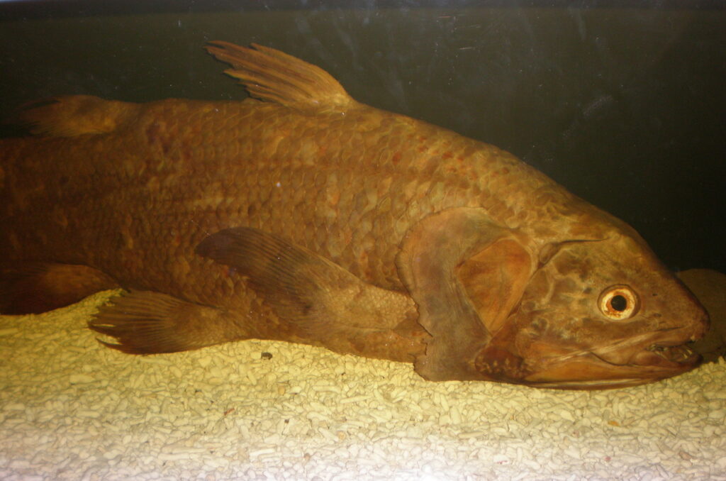coelacanth