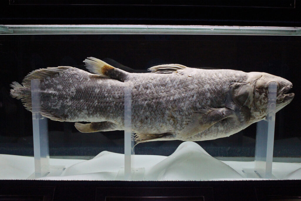 Coelacanth_sea_world-2