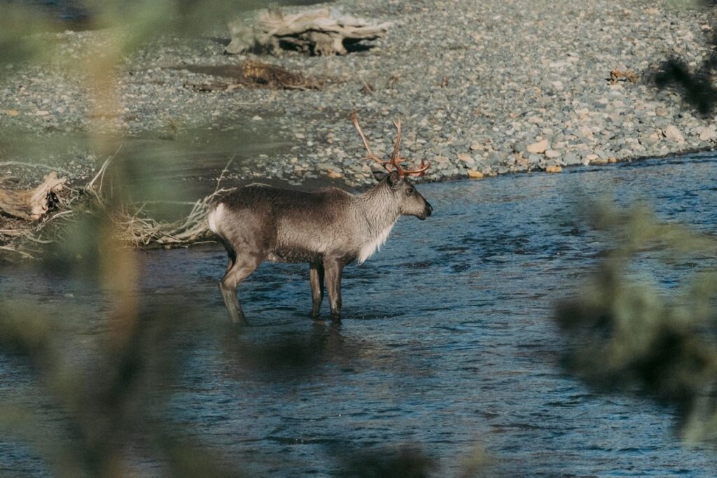 Alaska Caribou