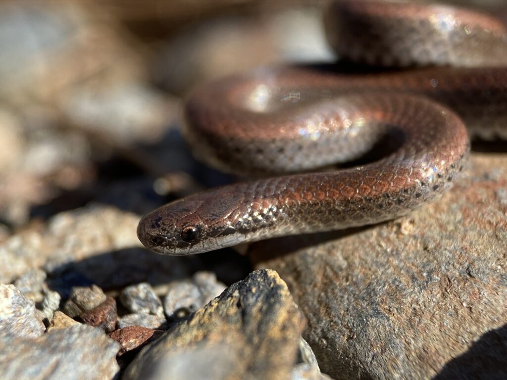 sharp tail snake-2
