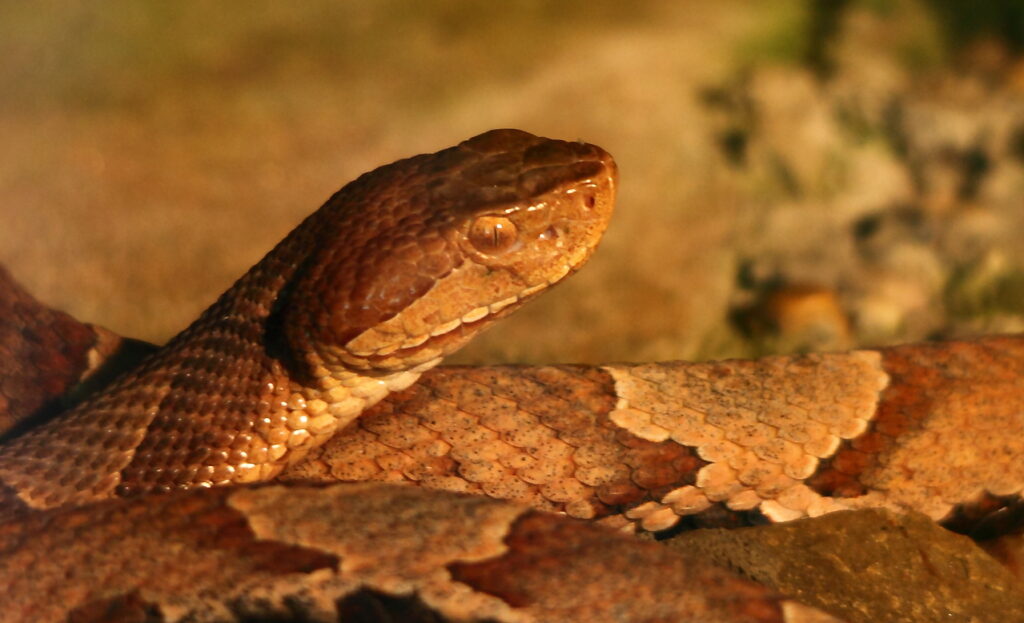 copperhead
