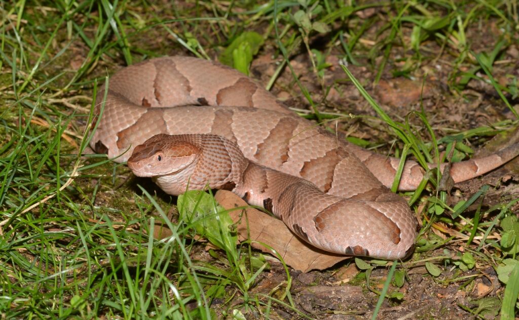 Copperhead_snake_(48357071926)-2
