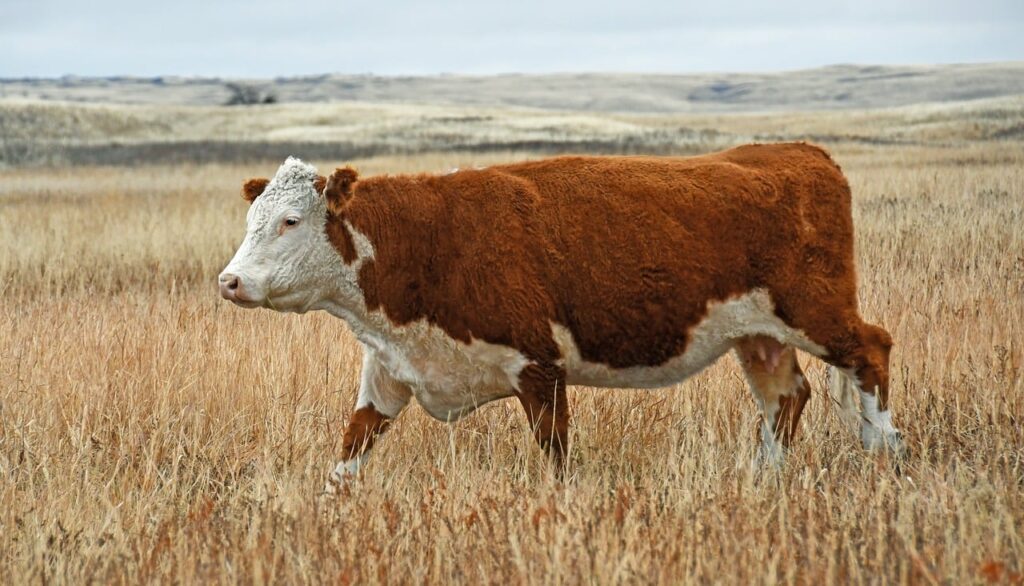 Hereford Cattle