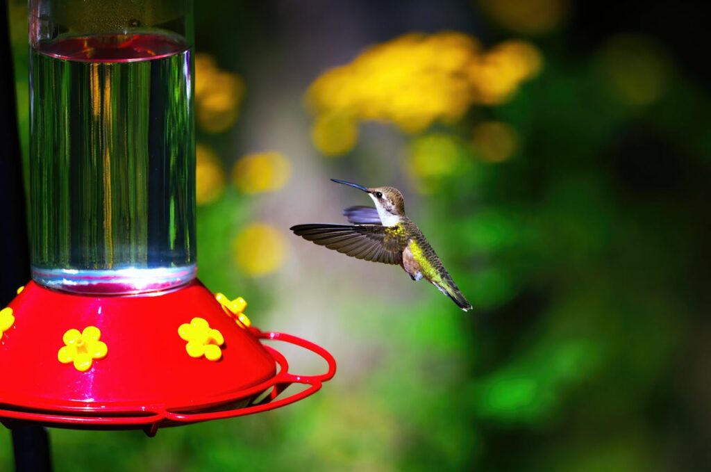 Humming Bird Feeder