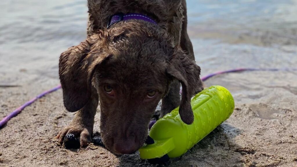 Chesapeake Bay Retriever