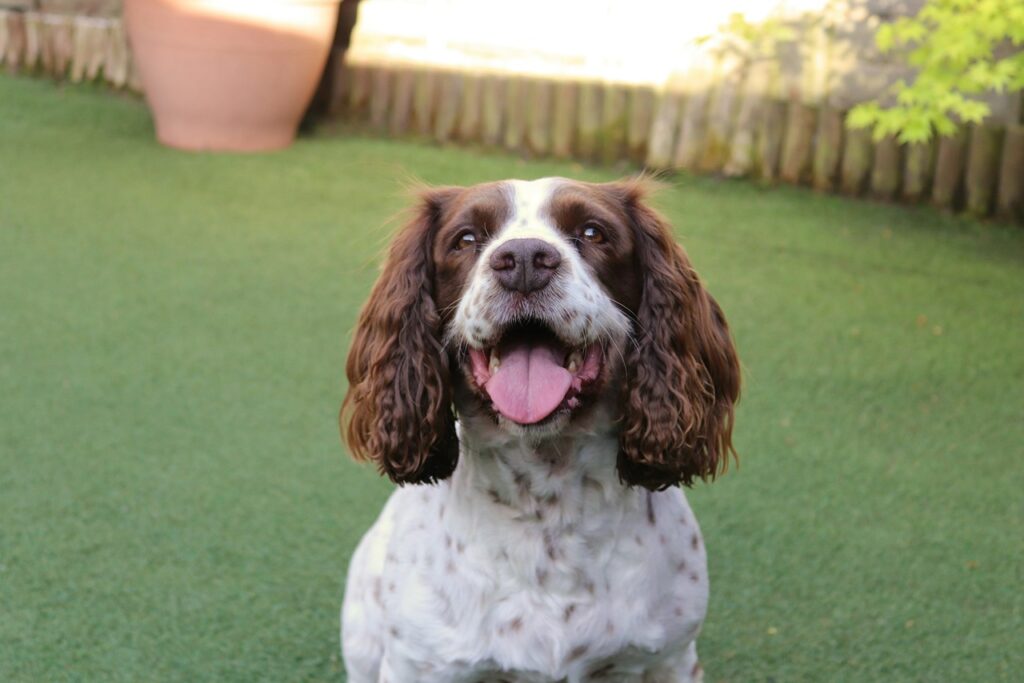 Happy Dog