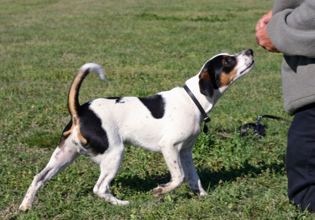 Danish farm dog