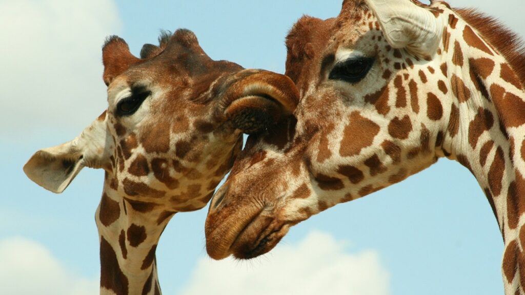 Giraffe