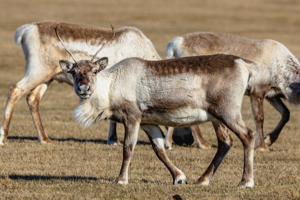 Alaska Caribou