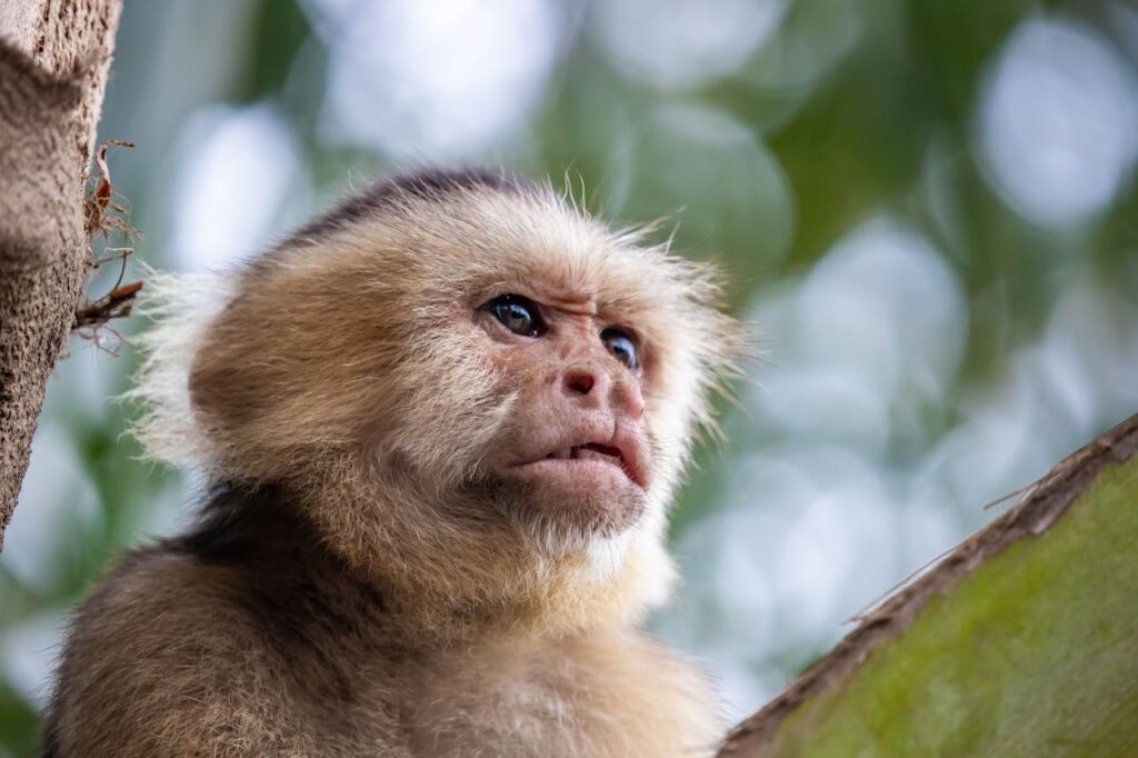 Capuchin Monkey