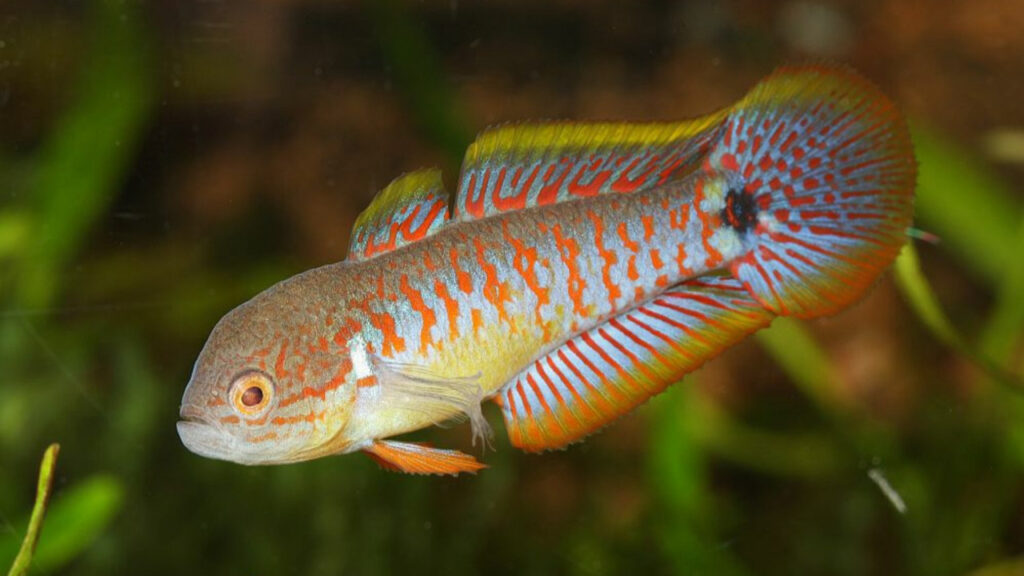 A Peacock Goby