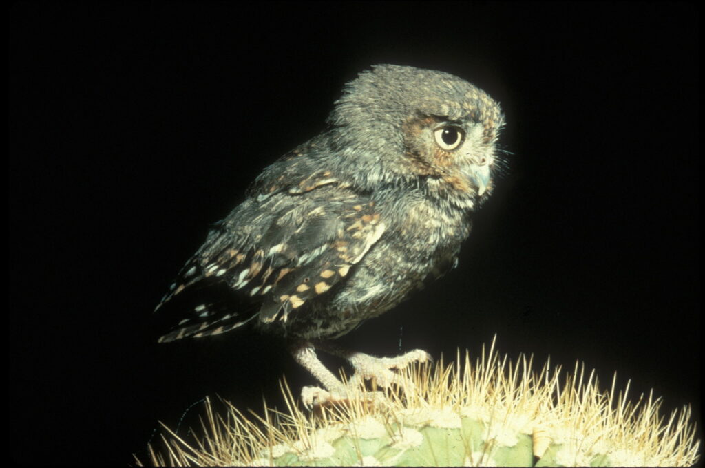 Elf Owl