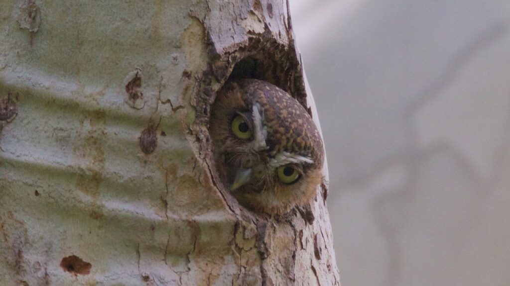 Elf_Owl_Owl_Prowl_Portal_AZ_2016-06-08at09-21-5817_(47018312174)-2