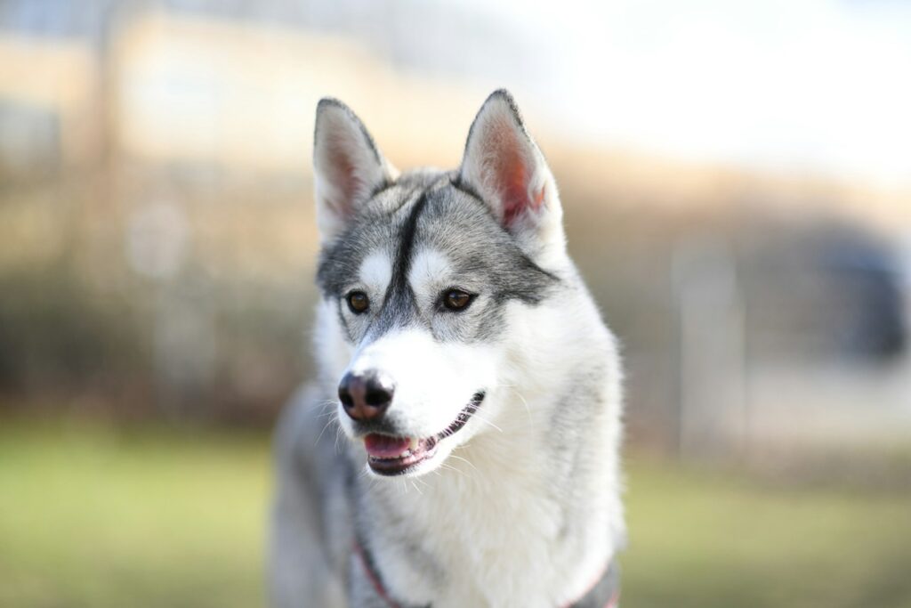 Siberian Husky