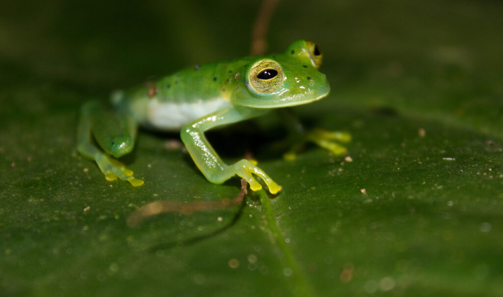 Emerald_Glass_Frog_(Centrolene_prosoblepon).-2