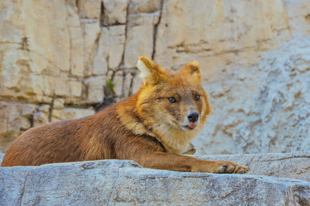 Asiatic Wild Dogs Dhole