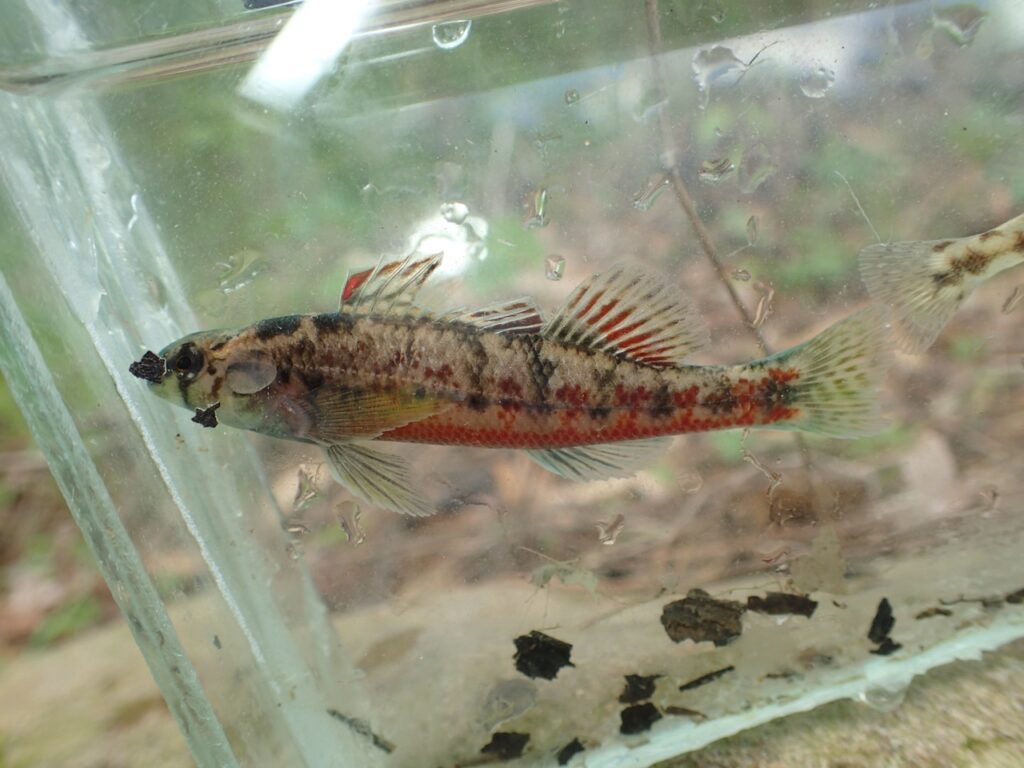 Vermilion Darter