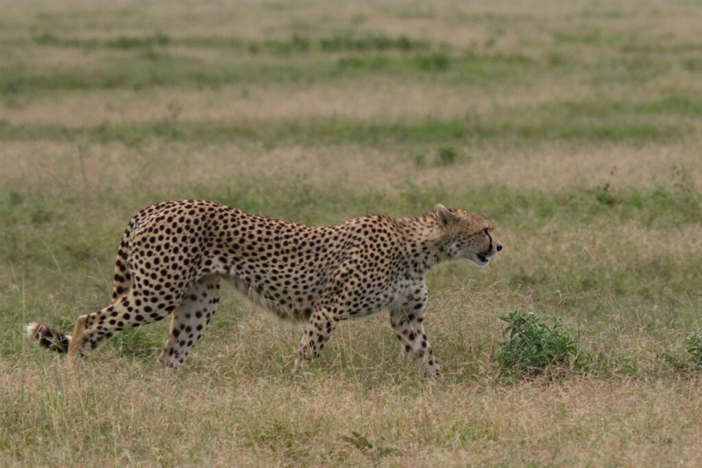Cheetah